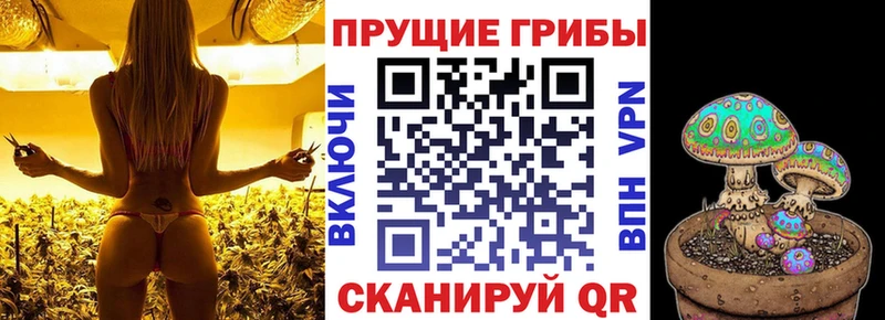 Купить  Почеп  Галлюциногенные грибы GOLDEN TEACHER 